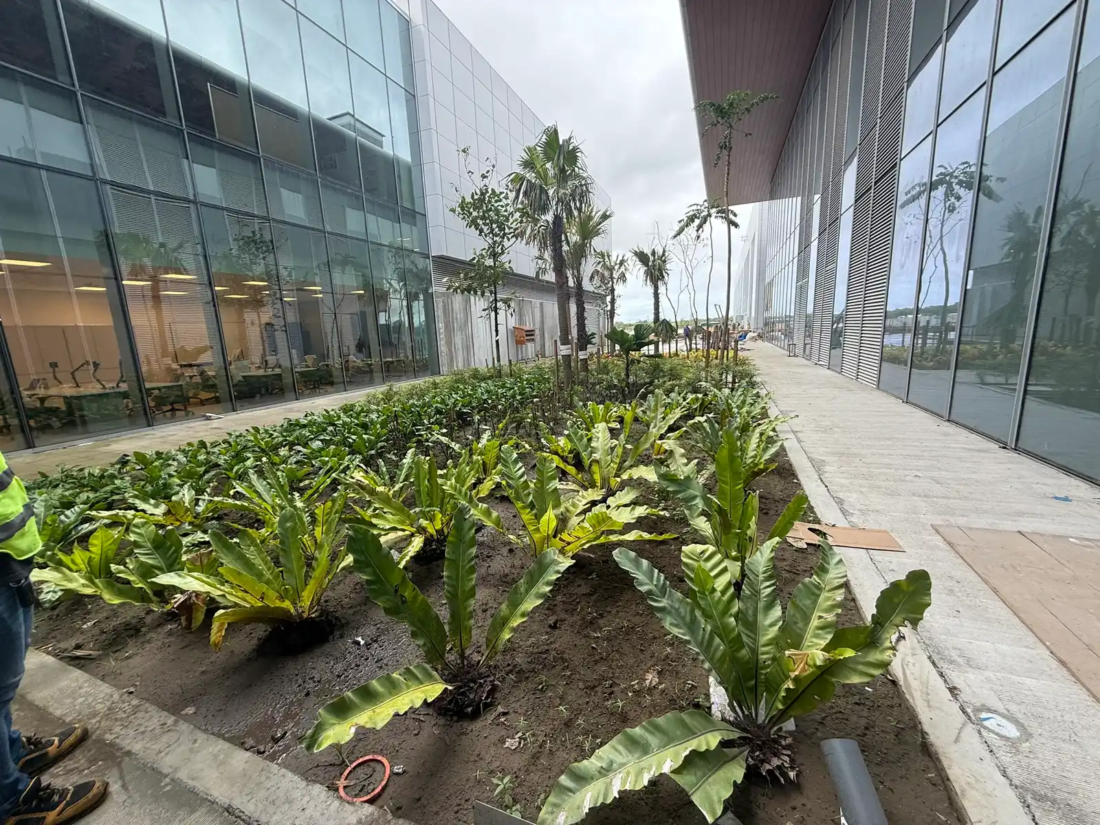 Fern bed and palm-lined walkway at the manufacturing campus
