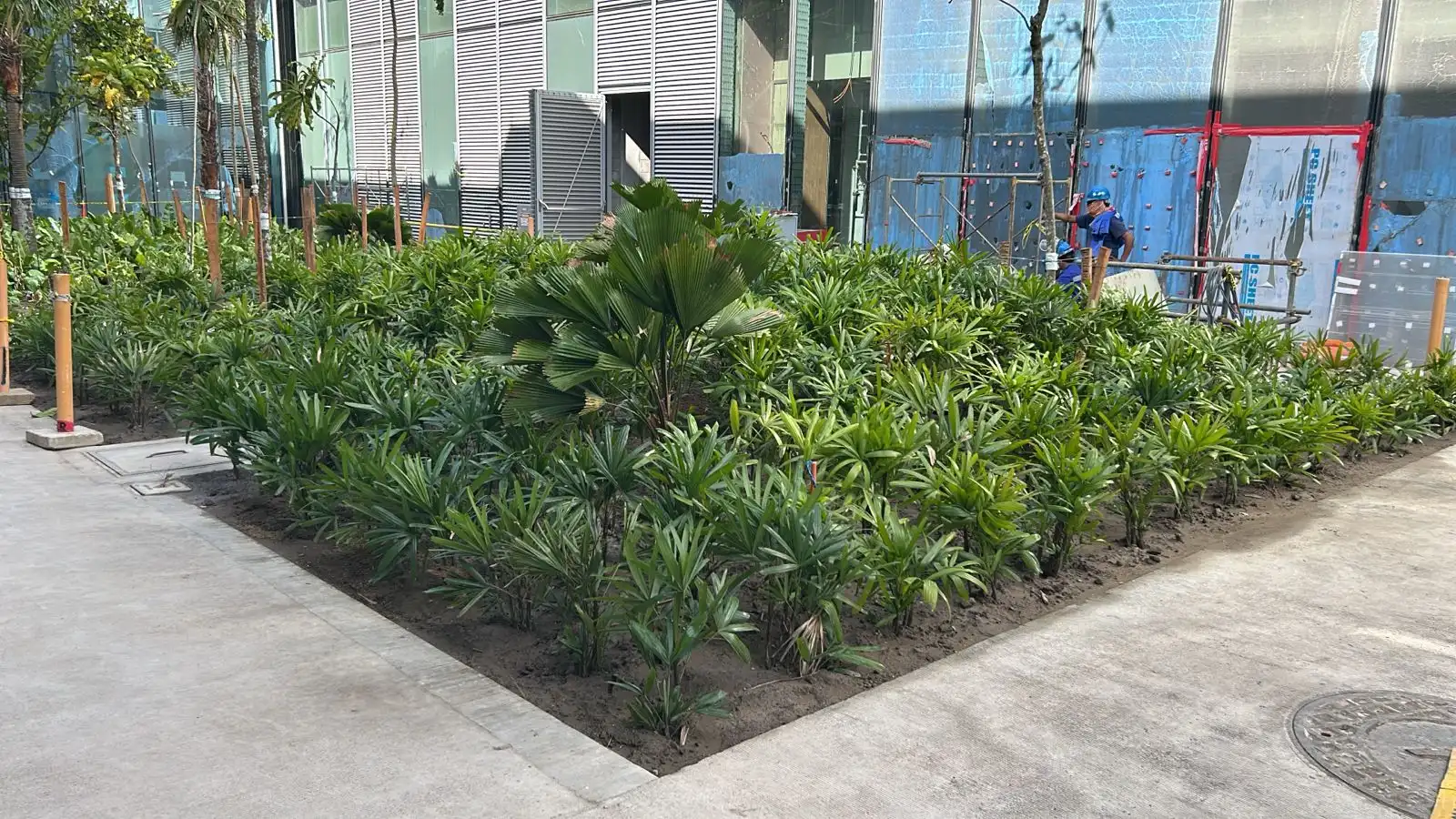 Dense palm bed at a courtyard corner of the manufacturing campus