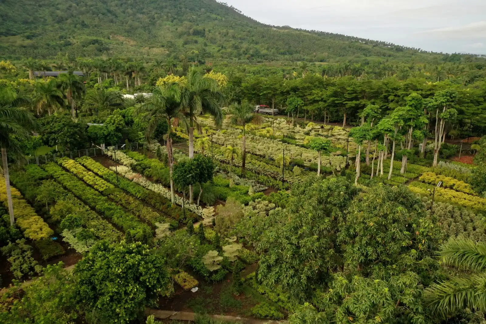 Aerial view of rows of potted trees and shrubs at the Mother Earth Gardens nursery, with mango trees and mountain backdrop