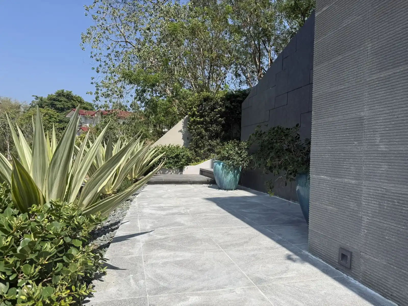 Modern minimalist gray-wall garden composition with agave, sansevieria, and teal ceramic pots