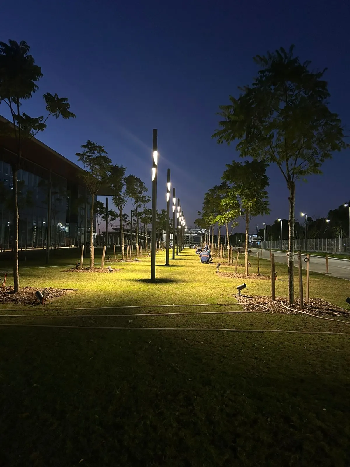 Established shade trees lit along a lawn walkway at night, Batangas