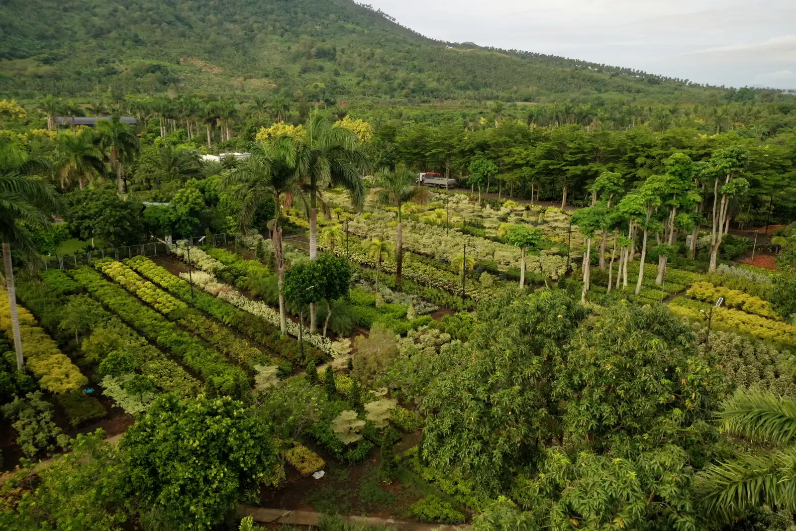 Aerial view of MEG's 32-hectare nursery, Calauan, Laguna
