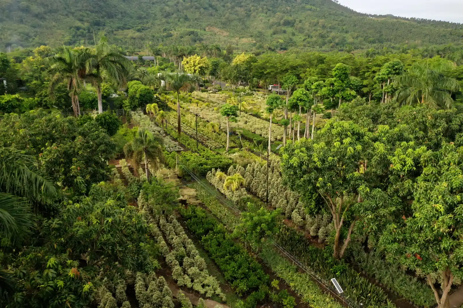 Aerial view of MEG's 32-hectare nursery, Calauan, Laguna