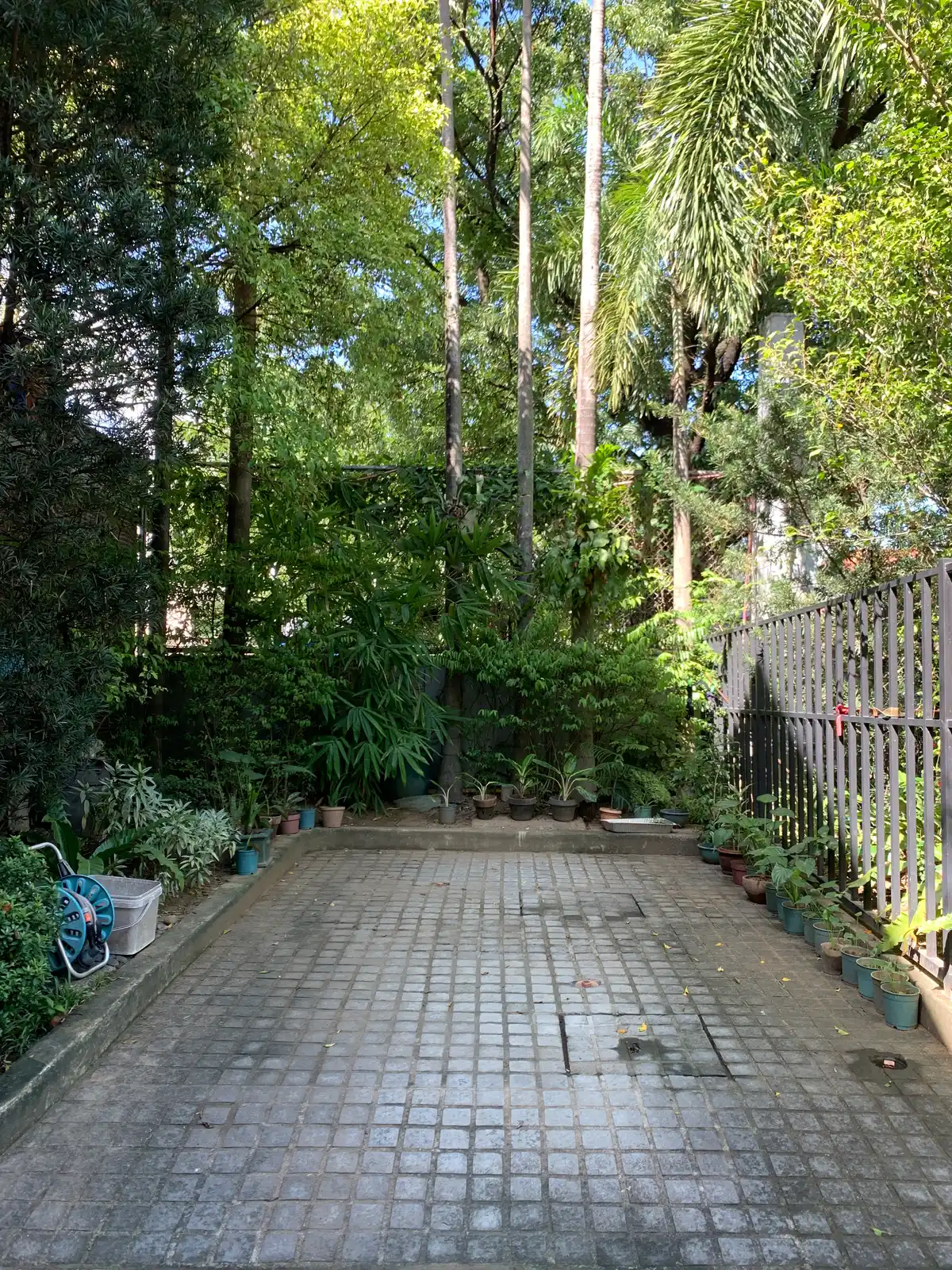 Mature tree canopy over a residential driveway