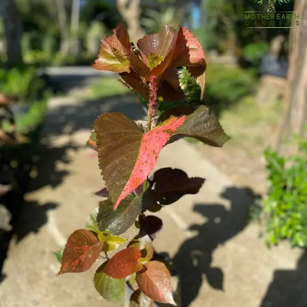 Acalypha (Copper Leaf) — Acalypha wilkesiana