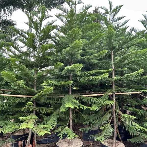Araucaria (Norfolk Island Pine) — Araucaria heterophylla