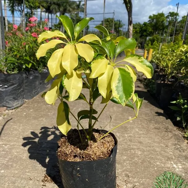 Bangkok Schefflera — Schefflera arboricola