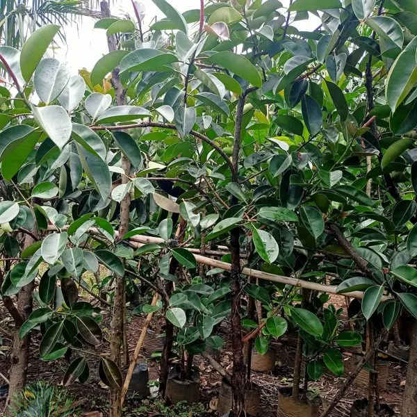 Black Prince Rubber Tree — Ficus elastica 'Black Prince'
