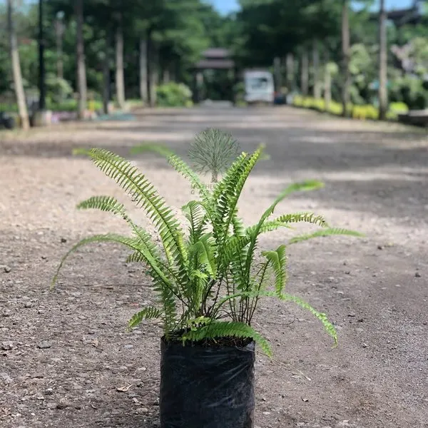 Boston Fern — Nephrolepis exaltata