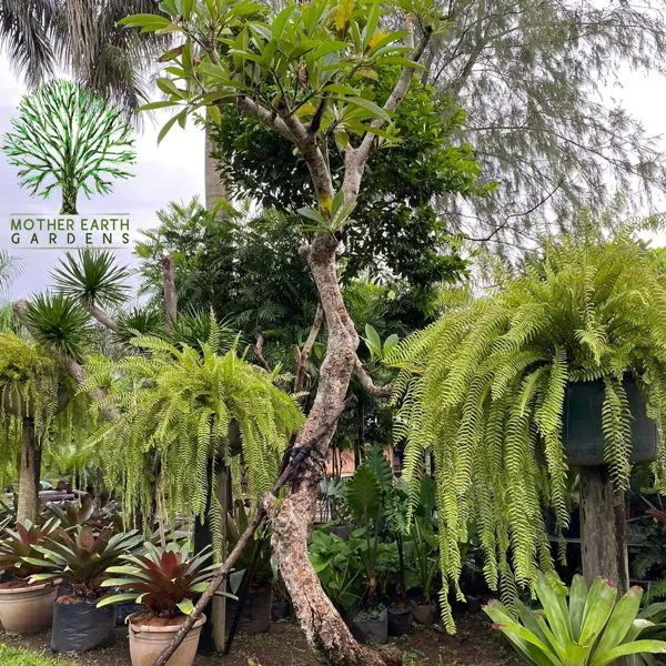 Old Calachuchi (70+ year heritage specimen) — Plumeria alba
