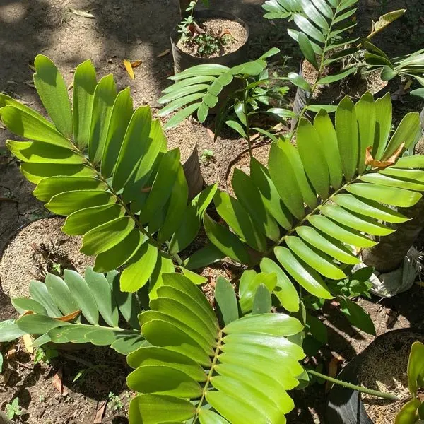 Cardboard Palm (Zamia) — Zamia furfuracea
