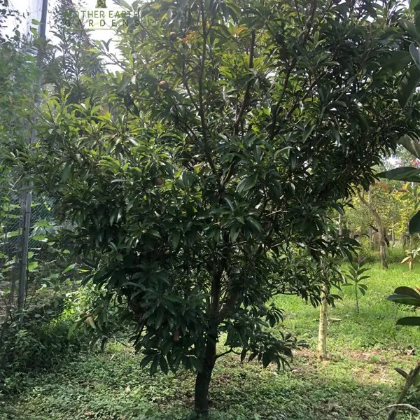 Chico (Sapodilla) — Manilkara zapota