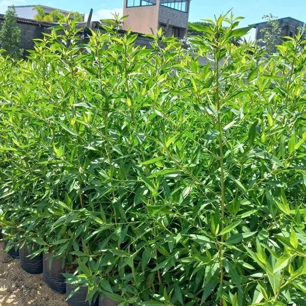 Conocarpus (Buttonwood) — Conocarpus erectus