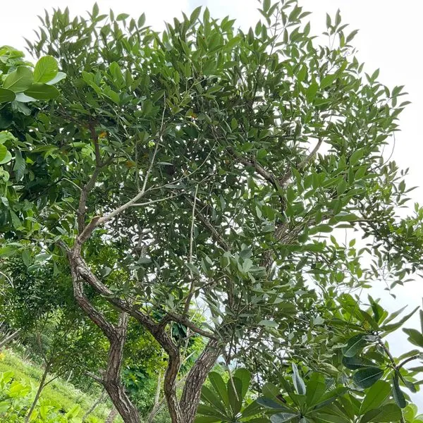 Coral Tree — Erythrina variegata