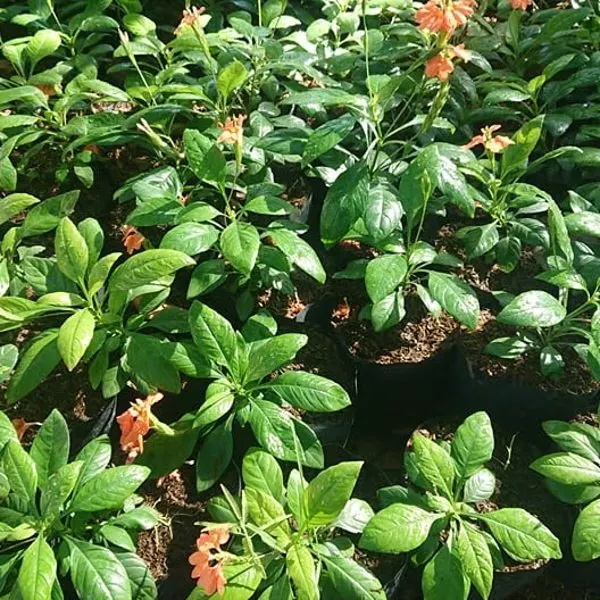 Crossandra (Firecracker Flower) — Crossandra infundibuliformis
