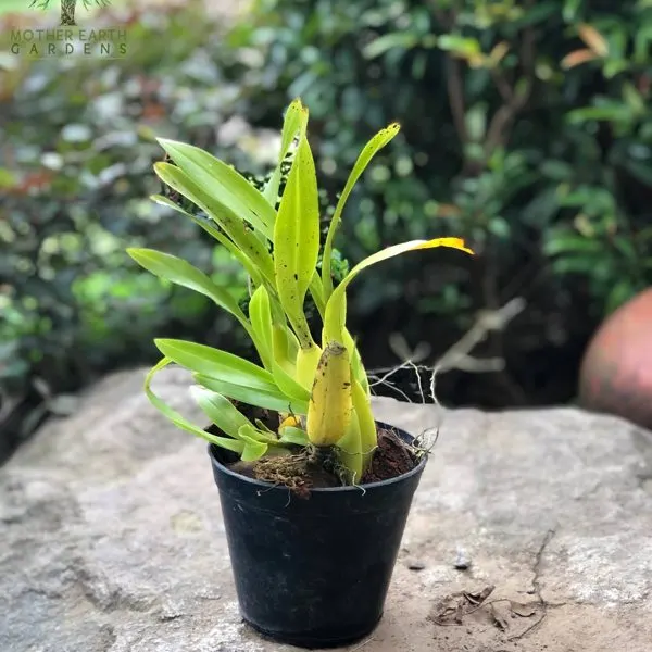 Dancing Lady Orchid — Oncidium sphacelatum