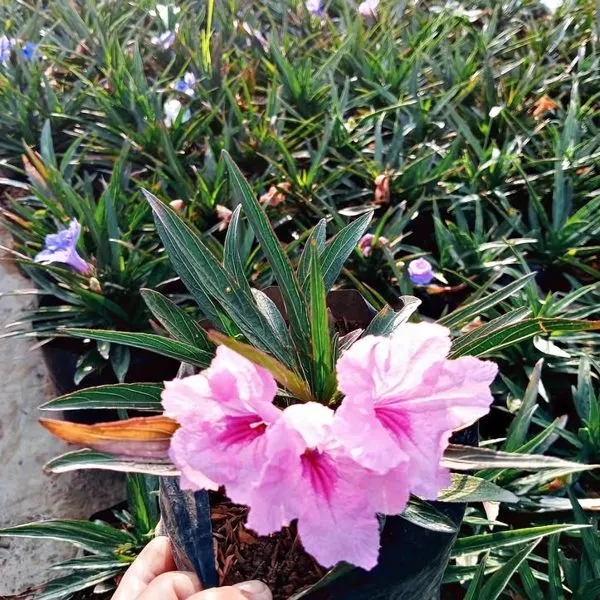 Dwarf Ruellia — Ruellia simplex Katie