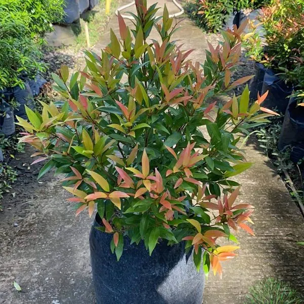 Eugenia — Syzygium sp.