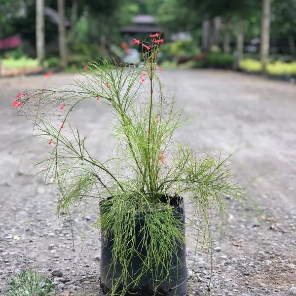 Fire Cracker Plant — Russelia equisetiformis