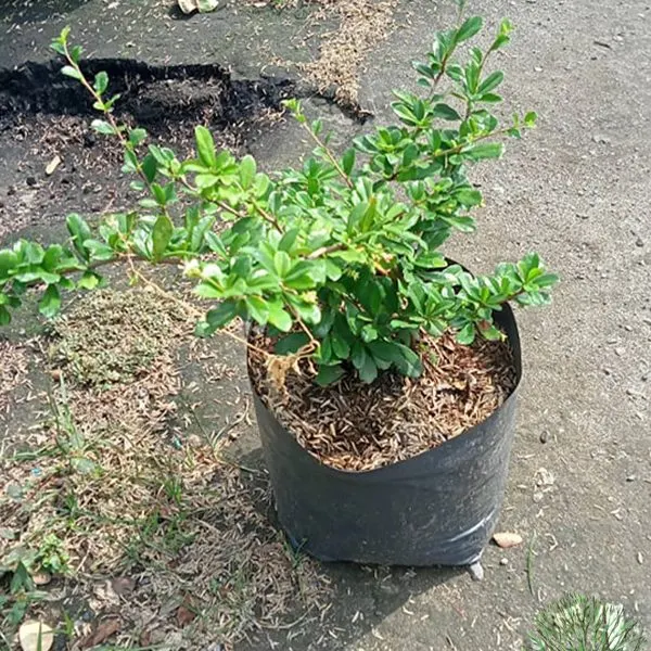 Fookien-ti (Wild Fukien Tea) — Carmona retusa