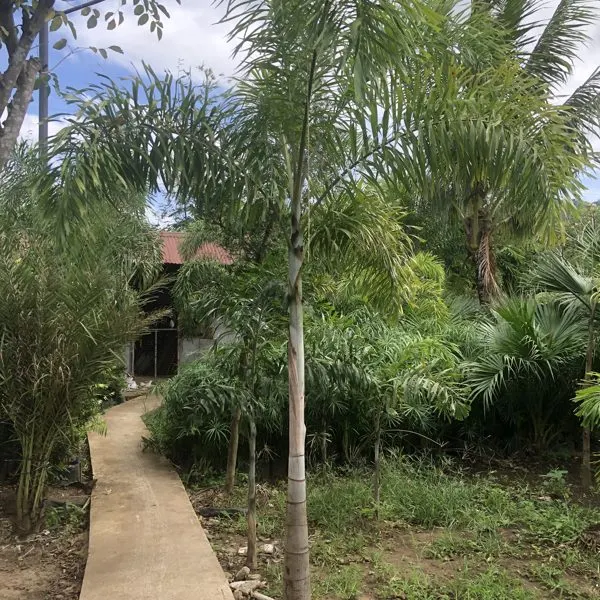 Foxtail Palm — Wodyetia bifurcata