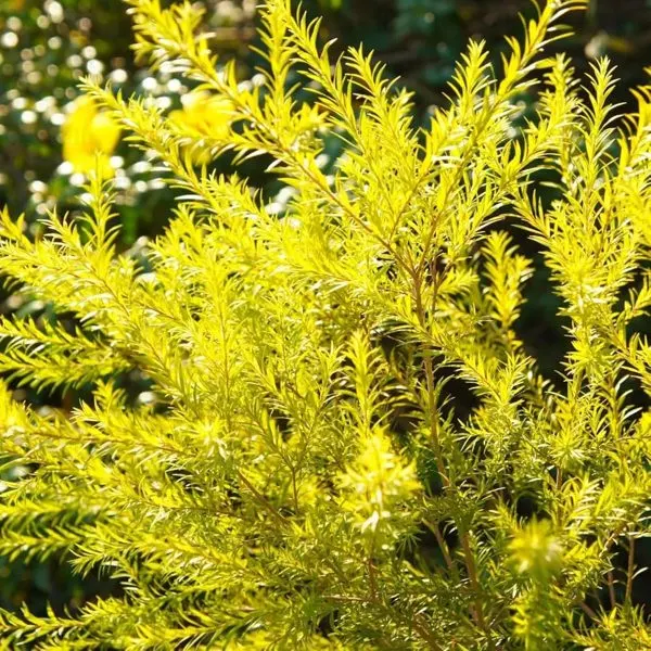 Golden Bottlebrush