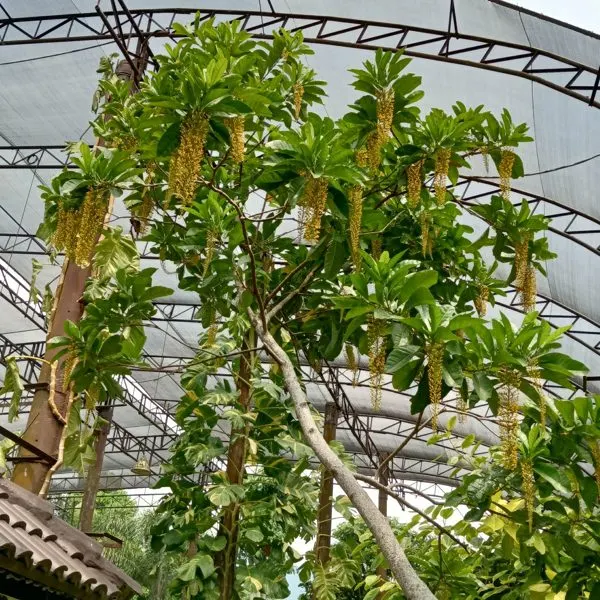 Golden Chain Tree — Lophanthera lactescens