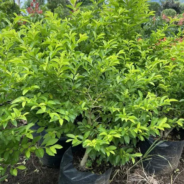 Golden Duranta — Duranta erecta Sheena's Gold