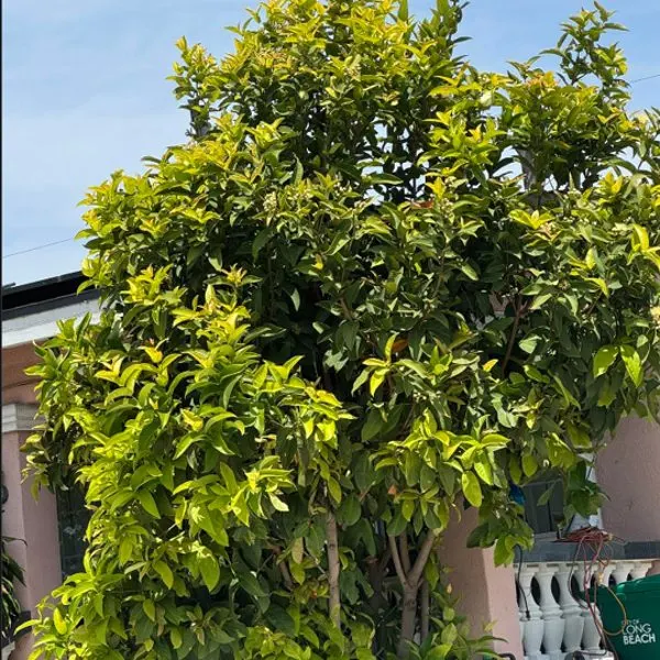Golden Macopa — Syzygium samarangense