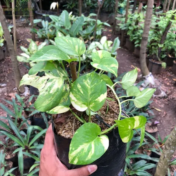Golden Pothos — Epipremnum aureum