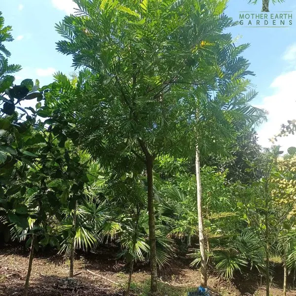 Filicium (Japanese Fern Tree) — Filicium decipiens