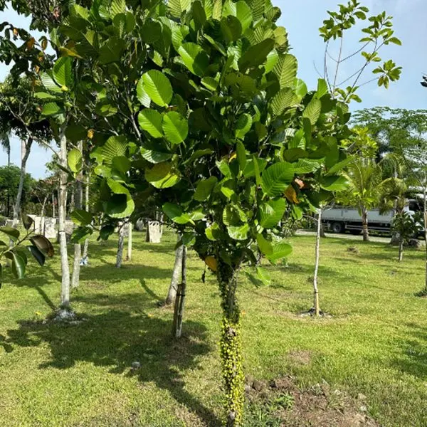 Katmon — Dillenia philippinensis