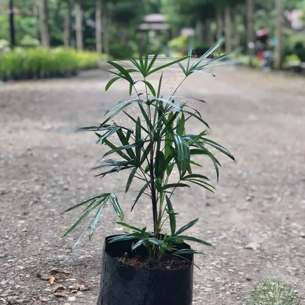 Rhapis (Lady Palm) — Rhapis excelsa