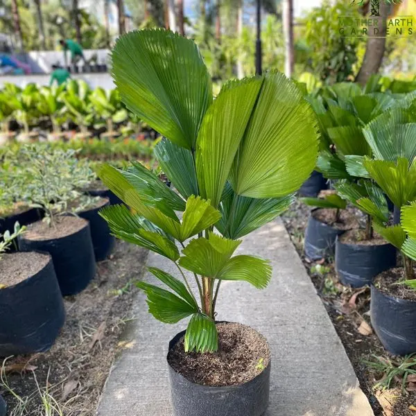 Licuala (Ruffled Fan Palm) — Licuala grandis