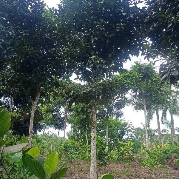Lipote — Syzygium polycephalum