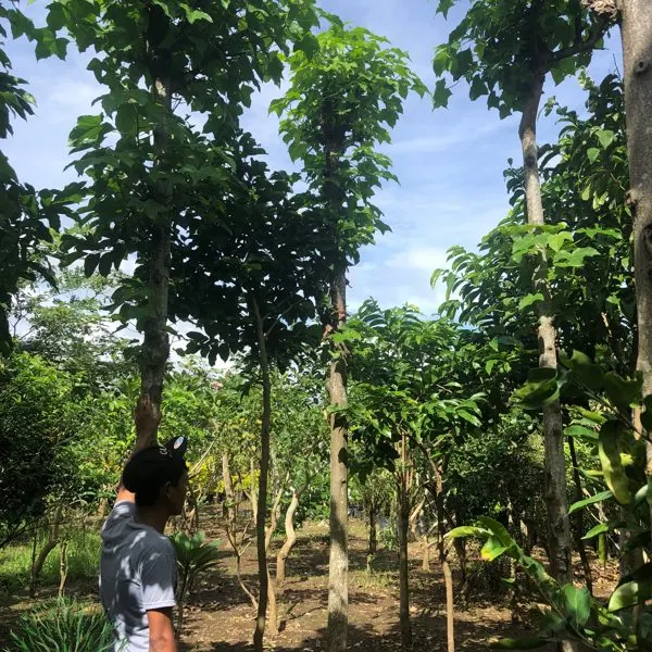 Lumbang (Candlenut) — Aleurites moluccanus
