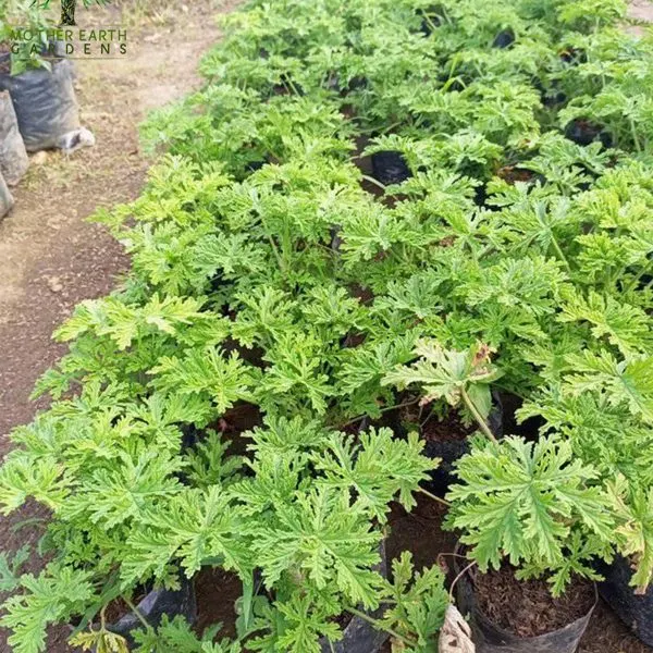 Malvarosa (Rose Geranium) — Pelargonium graveolens