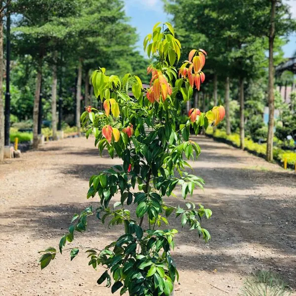 Mindanao Cinnamon — Cinnamomum mindanaense