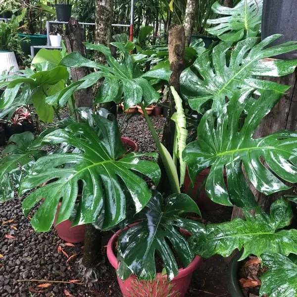 Monstera Deliciosa — Monstera deliciosa