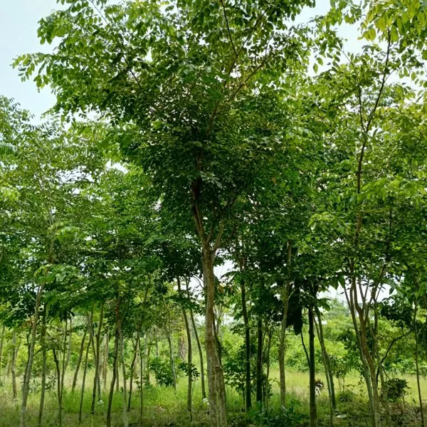 Narra — Pterocarpus indicus