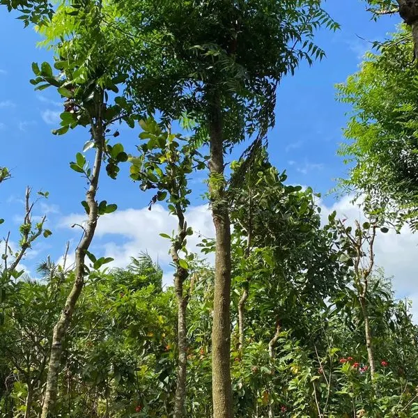 Neem Tree — Azadirachta indica