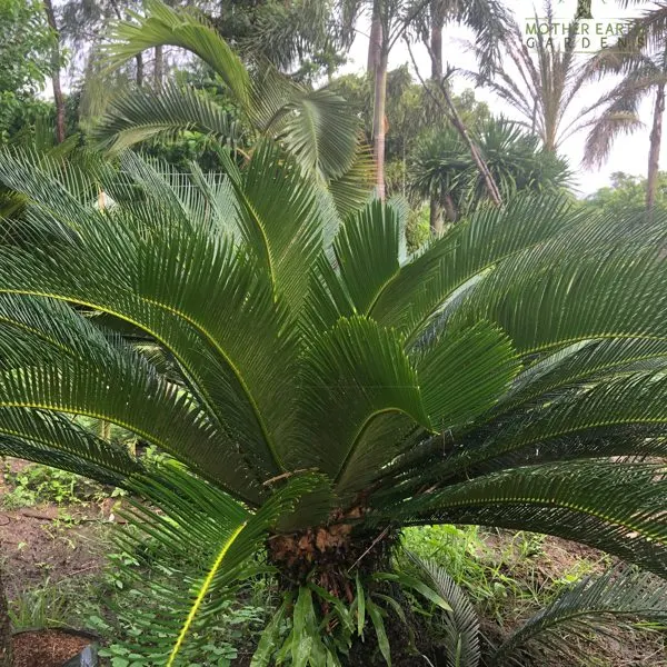 Oliva — Cycas revoluta