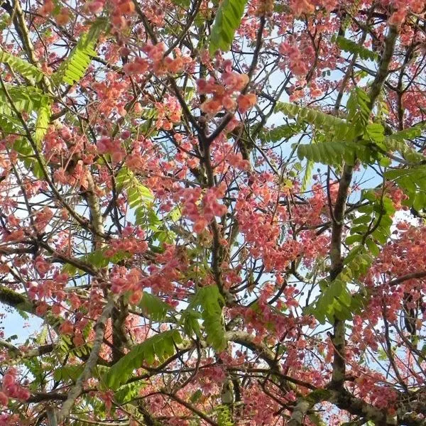 Palawan Cherry — Cassia javanica