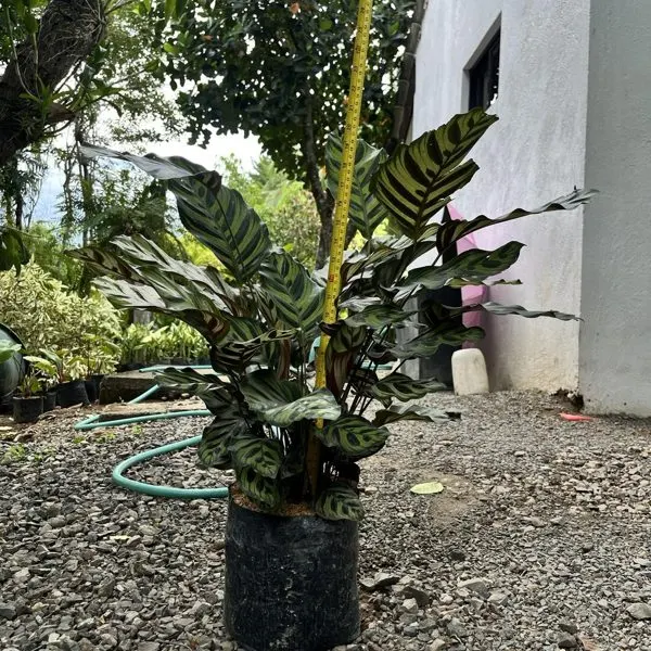 Peacock Calathea — Calathea makoyana