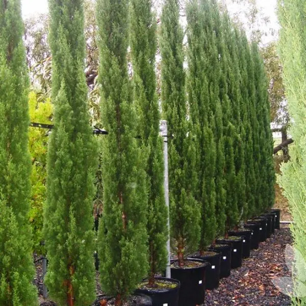 Pencil Pine — Cupressus sempervirens