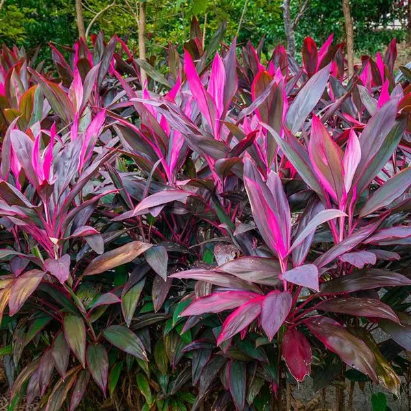 Pink Ti Plant — Cordyline fruticosa