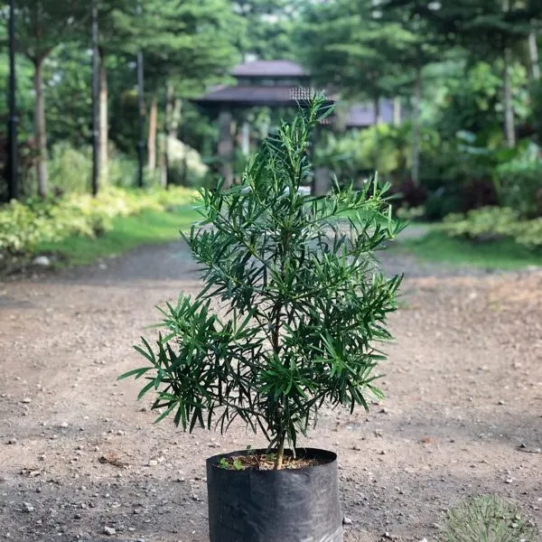 Podocarpus Maki — Podocarpus macrophyllus