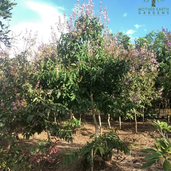 Banaba (Red Banaba) — Lagerstroemia speciosa