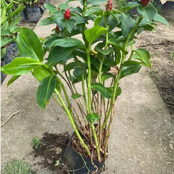 Red Button Ginger — Costus woodsonii