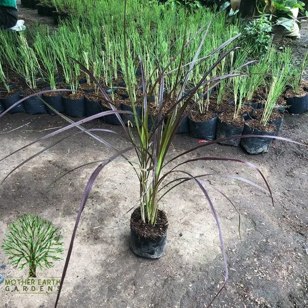 Red Cogon Grass